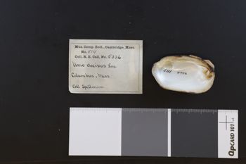 Media type: image;   Malacology 5111 Description: dry;  Aspect: V1i